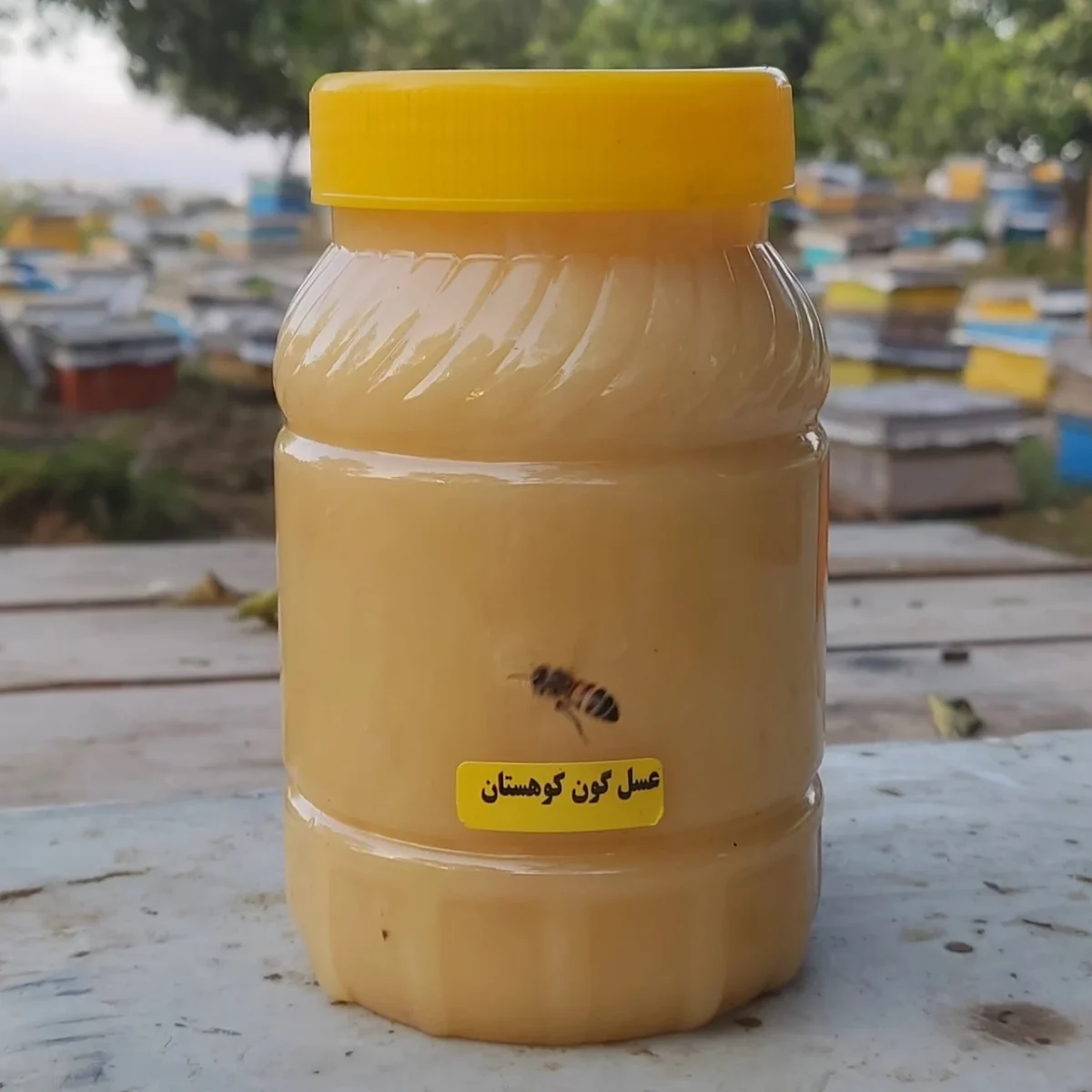 عسل درمانی رُس بسته گون کوهستان 